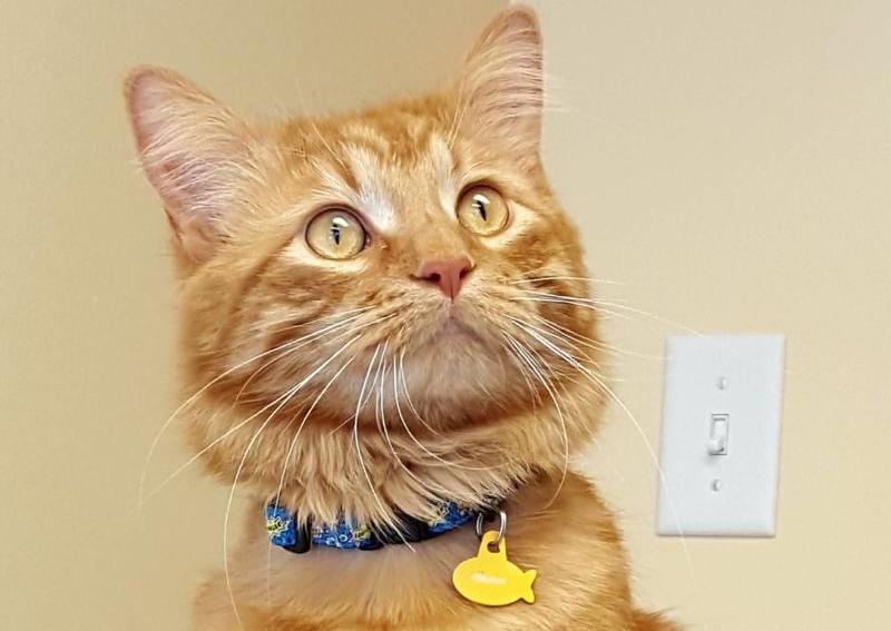 Animal House of Chicago Chicago veterinarians